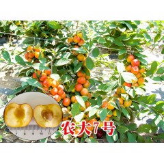 農(nóng)大鈣果苗木農(nóng)大4號、農(nóng)大6號、’‘農(nóng)大7號’樹苗【郵政發(fā)貨、10棵起發(fā)貨】