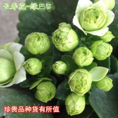 (帶花苞)重瓣長壽花 花卉綠植玫瑰月季綠蘿發(fā)財(cái)樹