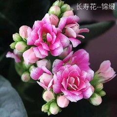 (帶花苞)重瓣長壽花 花卉綠植玫瑰月季綠蘿發(fā)財(cái)樹